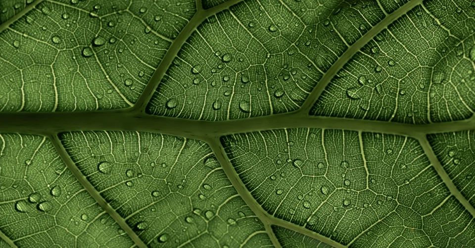 Close-up of green leaves covered in water droplets
