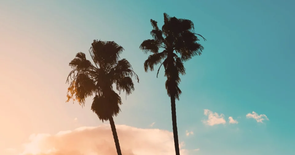 Palm trees against a blue sky